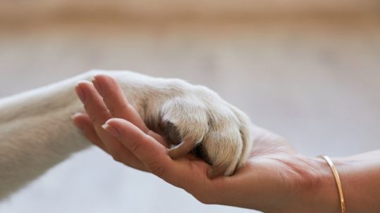 Medicamentos veterinarios en farmacia