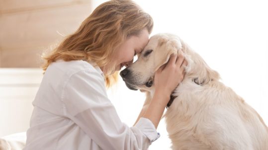 Protección antiparasitaria en mascotas